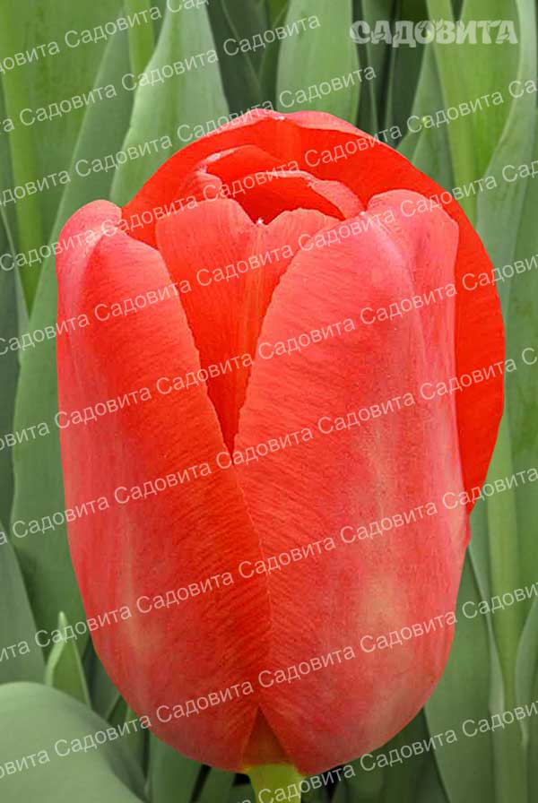 Тюльпан скай хай скарлет фото и описание
