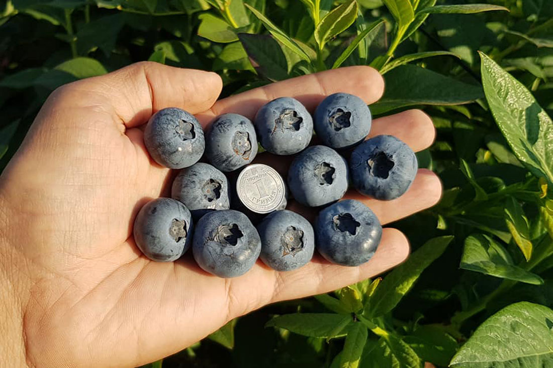 Голубика Садовая (Vaccinium corymbosum `Чандлер`)