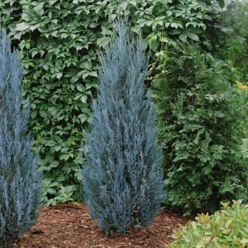 Juniperus scop. Blue Arrow C7,5 (80-100)