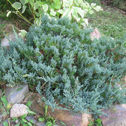 Juniperus hor. Blue Chip C2 (20-40)