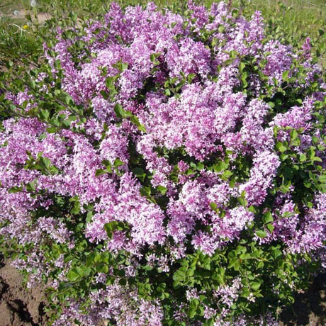 Syringa josikaea C10