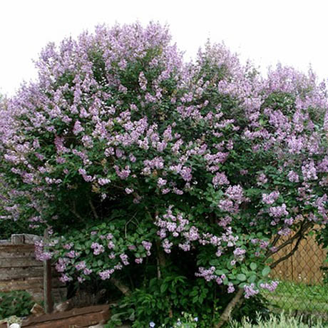 Syringa josikaea C10