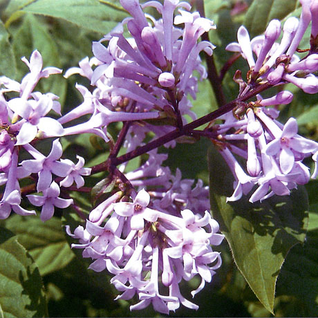 Сирень венгерская syringa josikaea фото