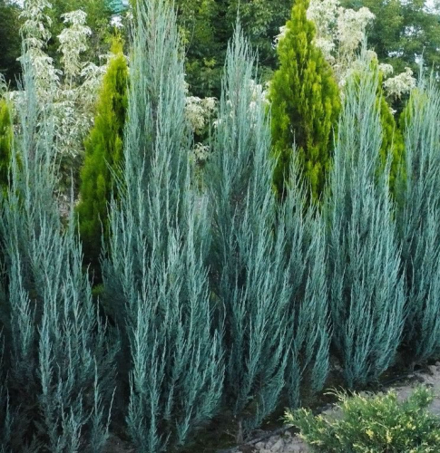 Juniperus scop. Blue Arrow C2 (40-60)