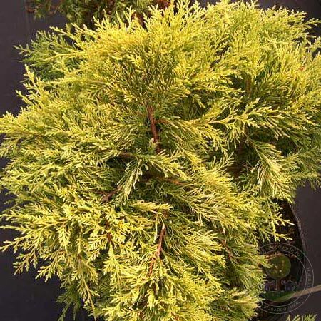 Juniperus pf. Old Gold C2 (20-40)