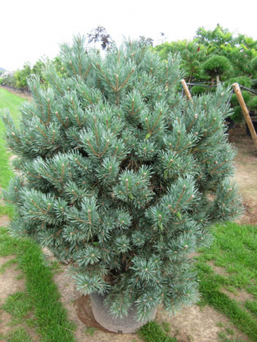 Pinus sylv. Watereri C10 (Pa 70-100)