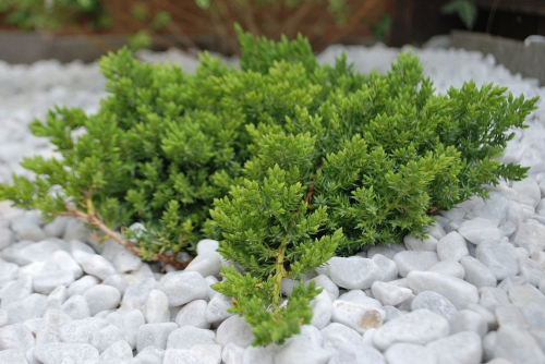 Juniperus proc. Nana C2 (20-40)