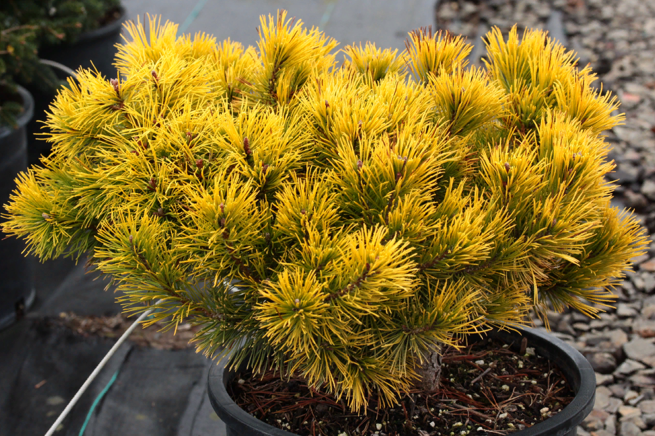 Pinus mugo 'little GOLDSTAR'