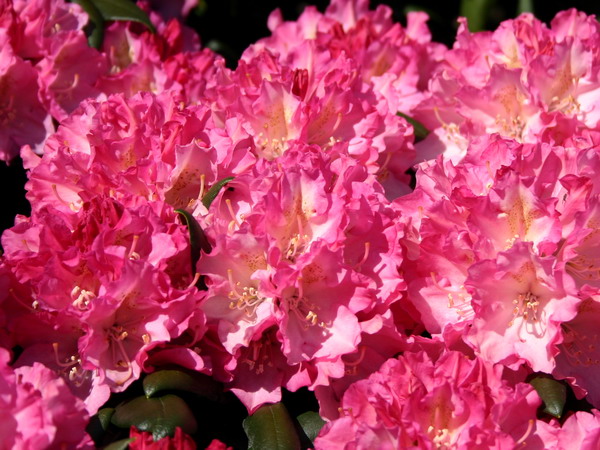 Рододендрон якушиманский (Rhododéndron yakushimanum Kalinka) - C1