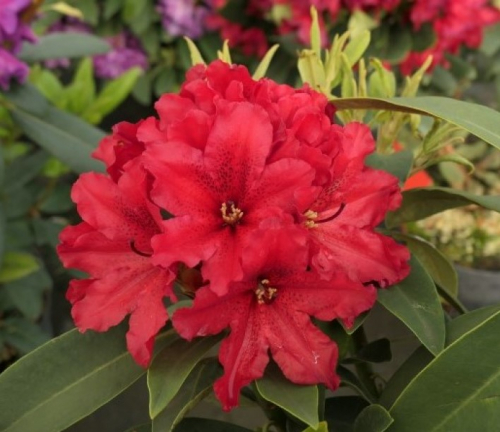 Рододендрон гибридный  (Rhododéndron hybrida Taragona) -  C1