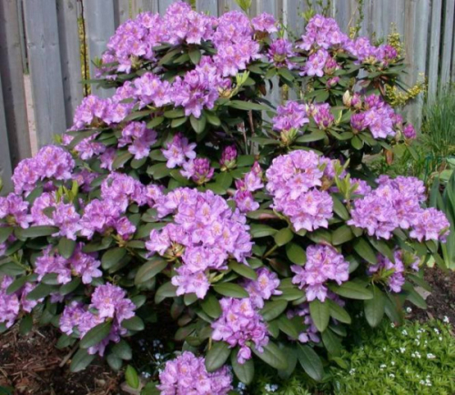 Рододендрон кэтевбинский  (Rhododéndron catawbiense Catawbiense Grandiflorum) -  C1