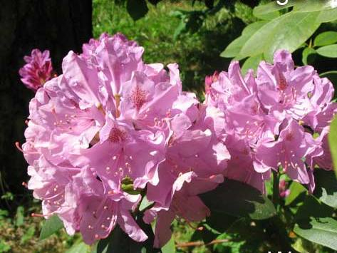 Азалия/Рододендрон катевбинский  (Rhododendron catawbiense Roseum Elegans) -  C1