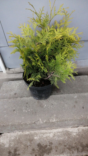 Туя Европа Голд (горшок 5л)