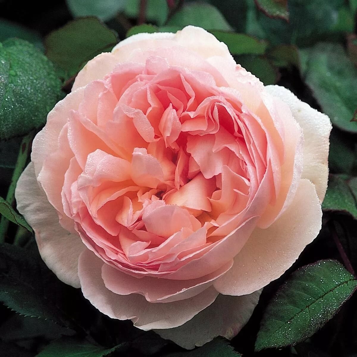 Роза английская кустовая Sharifa Asma
