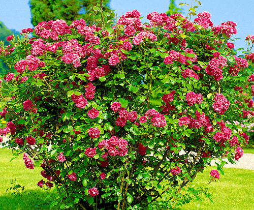 Роза парково-кустовая Hansa