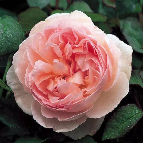 Роза английская кустовая Sharifa Asma