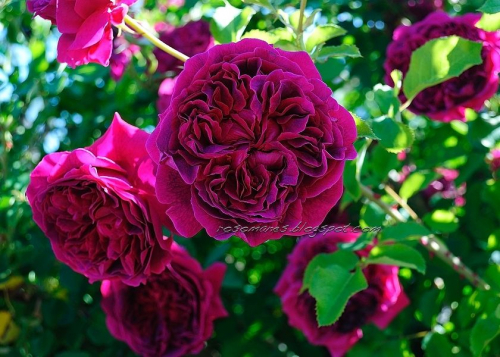 Роза английская кустовая William Shakespeare