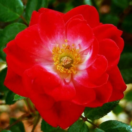 Роза миниатюрная Little Buckaroo