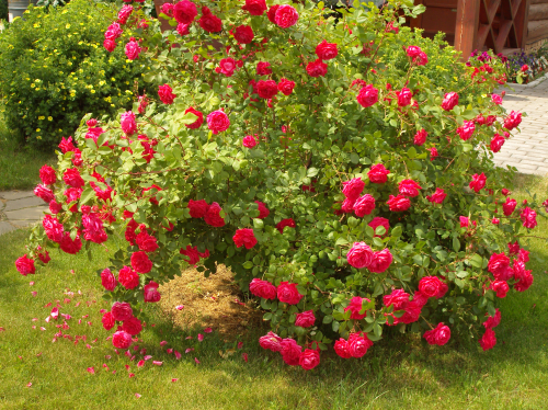 Роза парково-кустовая Champlain