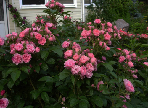 Роза парково-кустовая Pink Grootendorst