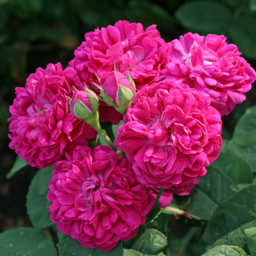 Роза парково-кустовая Rose de Rescht
