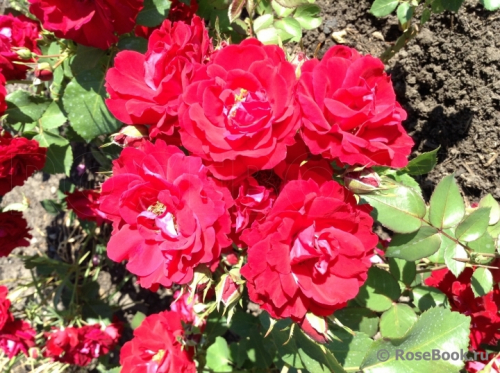 Роза парково-кустовая Champlain