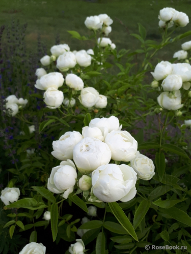 Роза миниатюрная White Morsdag