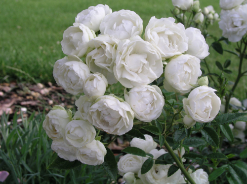 Роза миниатюрная White Morsdag