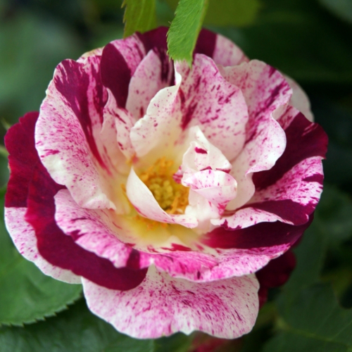 Роза плетистая Purple Splash