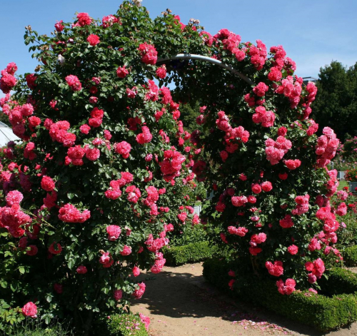 Роза плетистая Rosarium Uetersen