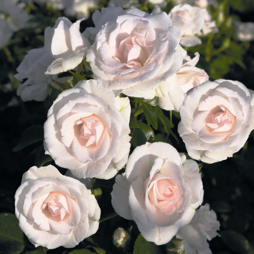 Роза флорибунда Aspirin Rose