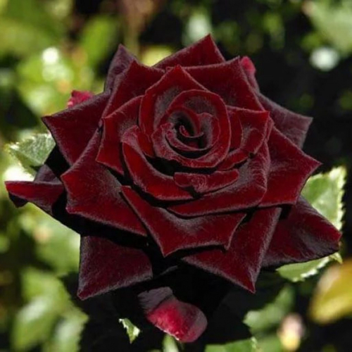 Роза чайно-гибридная Black Prince