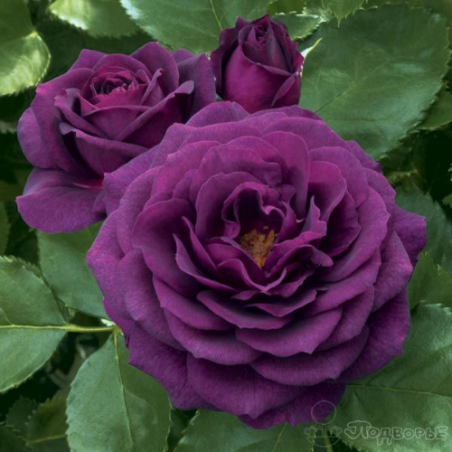 Роза флорибунда Purple Eden