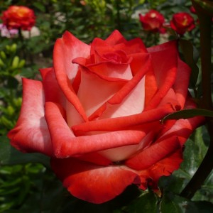 Роза чайно-гибридная Blush