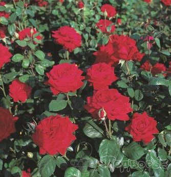 Роза чайно-гибридная Burgund 81