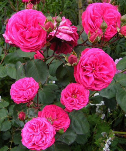 Роза флорибунда Rosemary Rose
