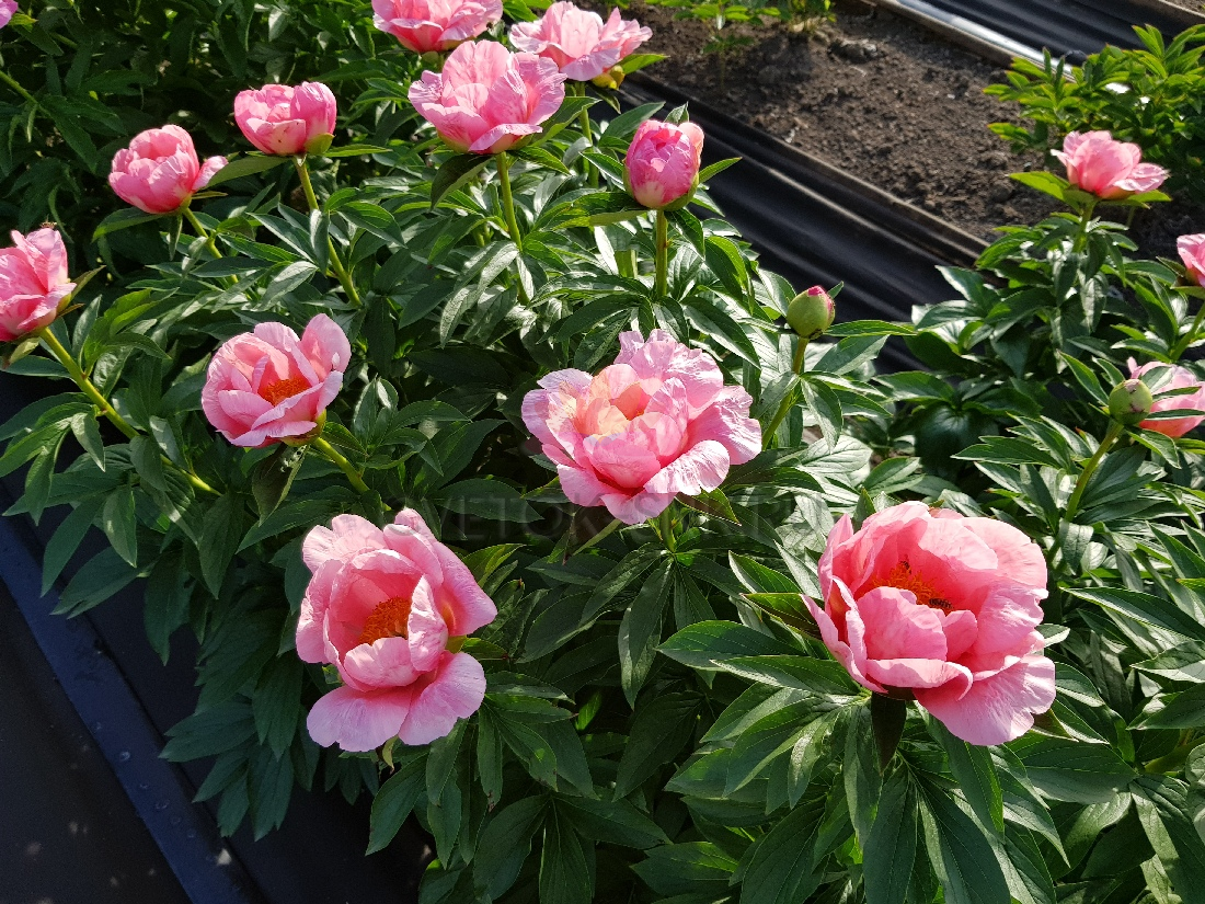 Пион межвидовой гибрид лавли роуз. Лавли роуз суккулент. Пион lovely rose. Пион лавли роуз фото. Пион межвидовой гибрид лавли роуз.