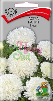 Цветы Астра Балун белая (0,1 г) Поиск