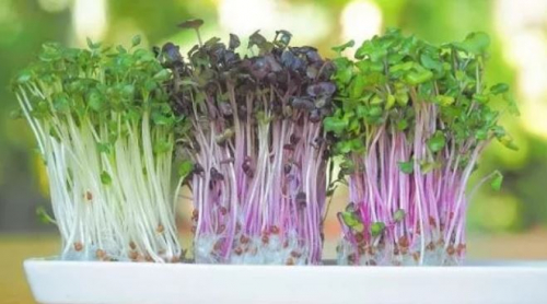 микрозелень - это очень вкусно и полезно. информационное фото