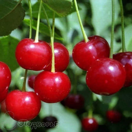 Вишня Щедрая