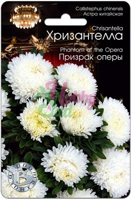 Цветы Астра китайская Хризантелла Призрак Оперы (30 шт) Биотехника