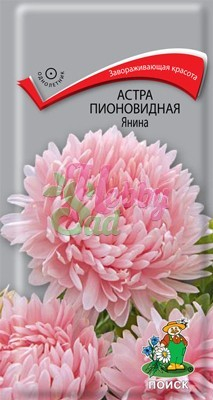 Цветы Астра Янина пионовидная (0,3 г) Поиск