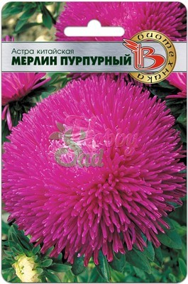 Цветы Астра китайская Мерлин Пурпурный (50 шт) Биотехника