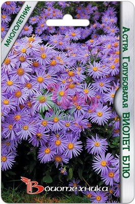 Цветы Астра Виолет Блю голубоватая (30 шт) Биотехника
