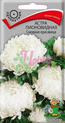 Цветы Астра Снежная красавица пионовидная (0,3 г) Поиск