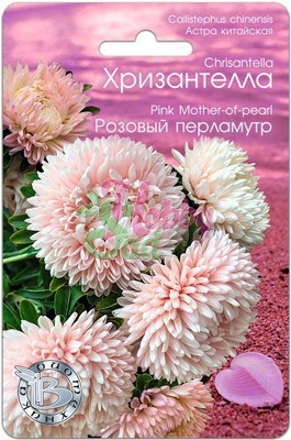 Цветы Астра китайская Хризантелла Розовый Перламутр (30 шт) Биотехника