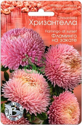 Цветы Астра китайская Хризантелла Фламинго на закате (30 шт) Биотехника