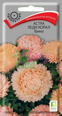 Цветы Астра Леди Корал Шамоа (0,1 г) Поиск