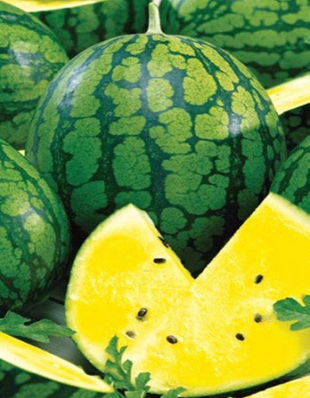 Арбузы солнце. Арбузы солнце. Арбуз вид сверху. Арбуз желтый. Раннеспелый сорт желтый арбуз.