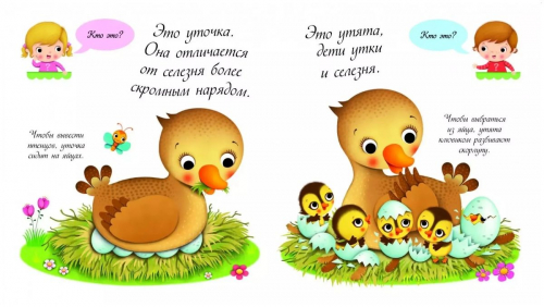 Утки и утята